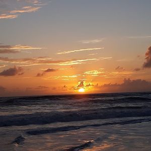 Meet your Posher, Ginger